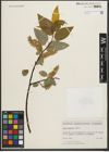 Foto von Salix pyrifolia Andersson